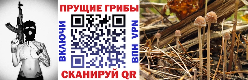 Купить закладки  Сим  Галлюциногенные грибы Psilocybe 