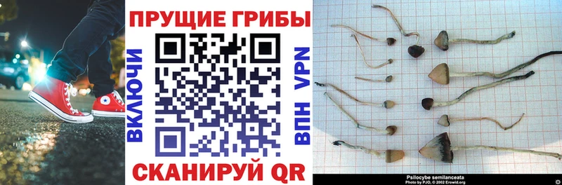 Псилоцибиновые грибы Psilocybe Сим